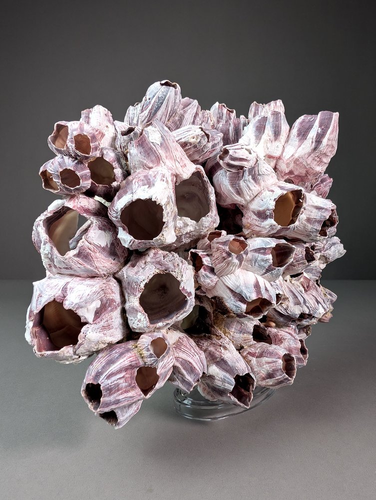 Colônia de cracas Concha do mar - Balanus sp.  (Sem preço de reserva) #1.0