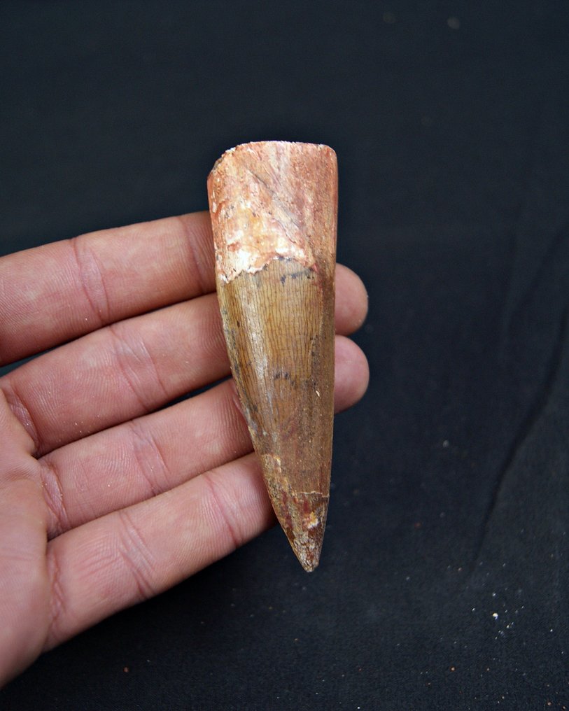 Spinosaur - Fossil tooth - Spinosaurus aegyptiacus - 8.8 cm  (No reserve price) #1.0