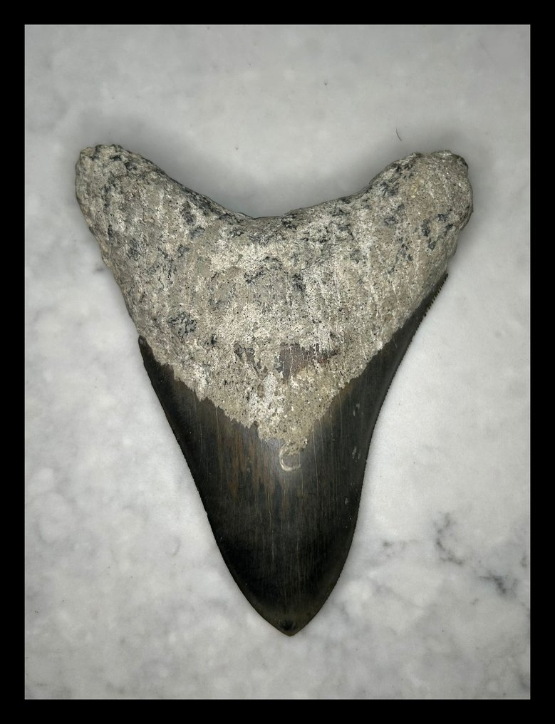 Megalodonte - Denti fossili - 100 mm - 79 mm #1.0