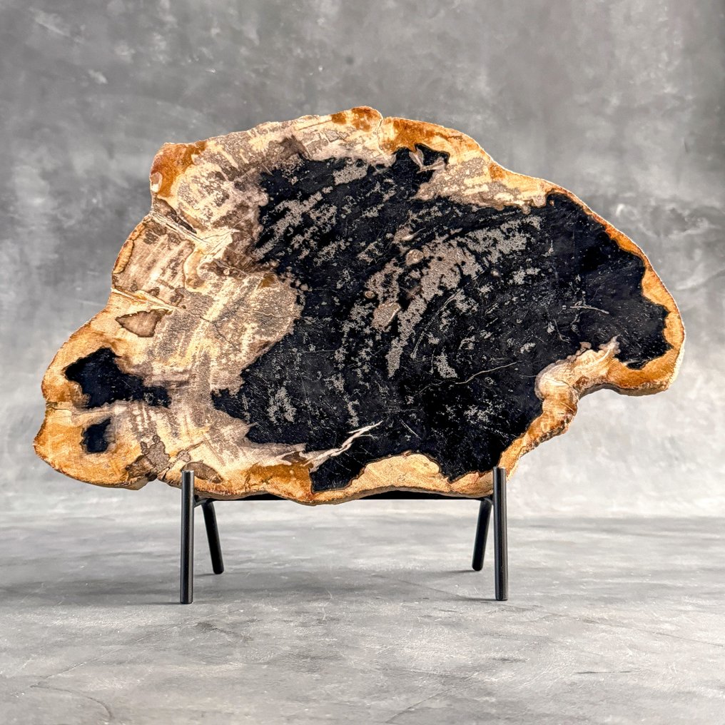 令人惊叹的巨大化石木片,放置在定制底座上。 - 化石木材 (没有保留价) #2.1