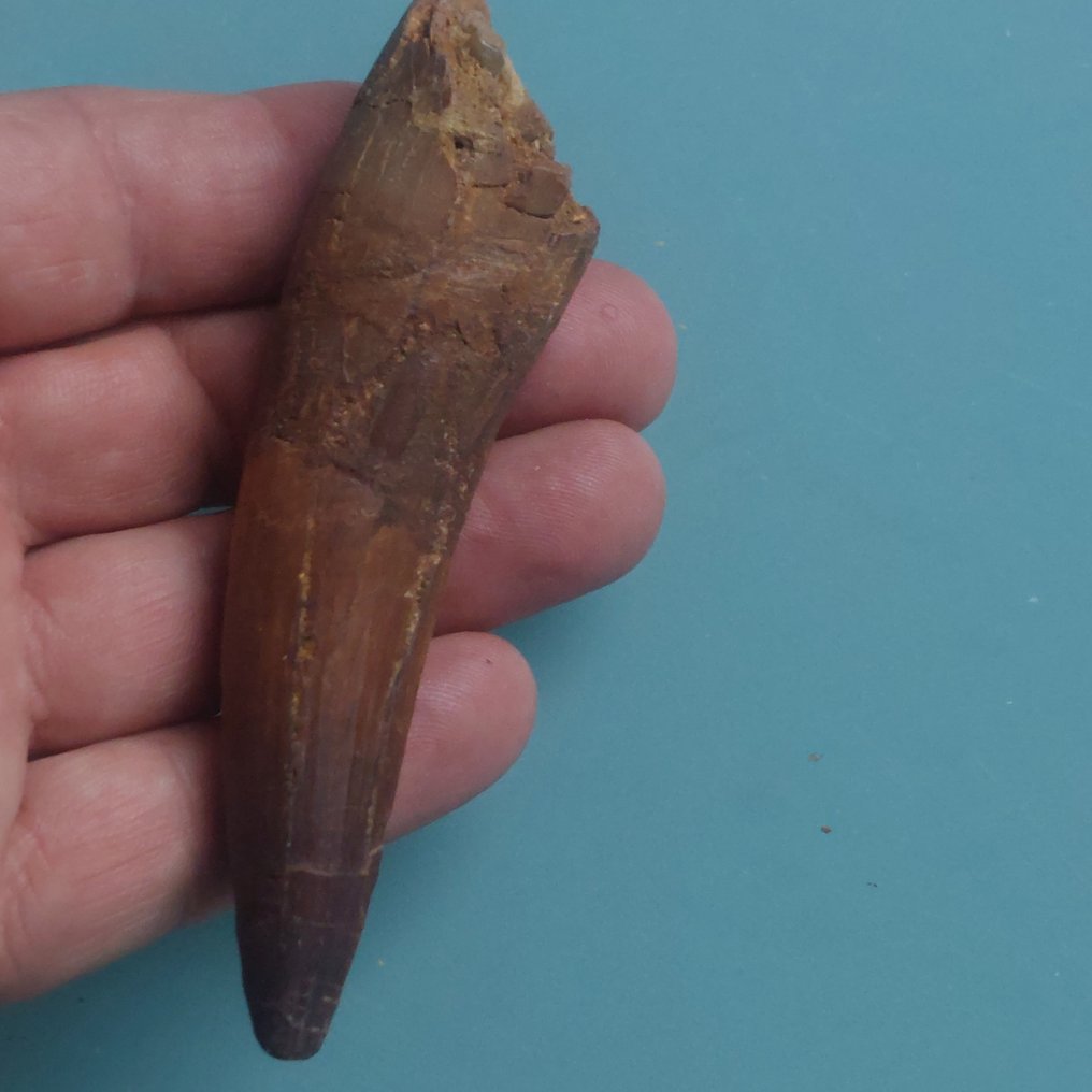 Dinosaur - Fossil tooth - Spinosaurus aegyptiacus - 110 mm - 30 mm #1.0