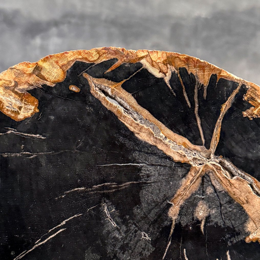令人惊叹的化石木片,放置在定制底座上。 - 化石木材 (没有保留价) #4.3