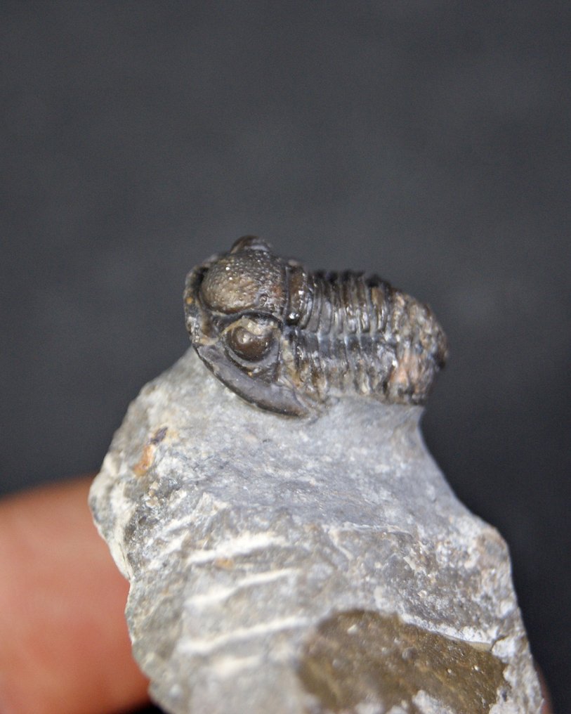 Trilobiet - Gefossiliseerd dier - Proetus granulosus  (Zonder minimumprijs) #1.0