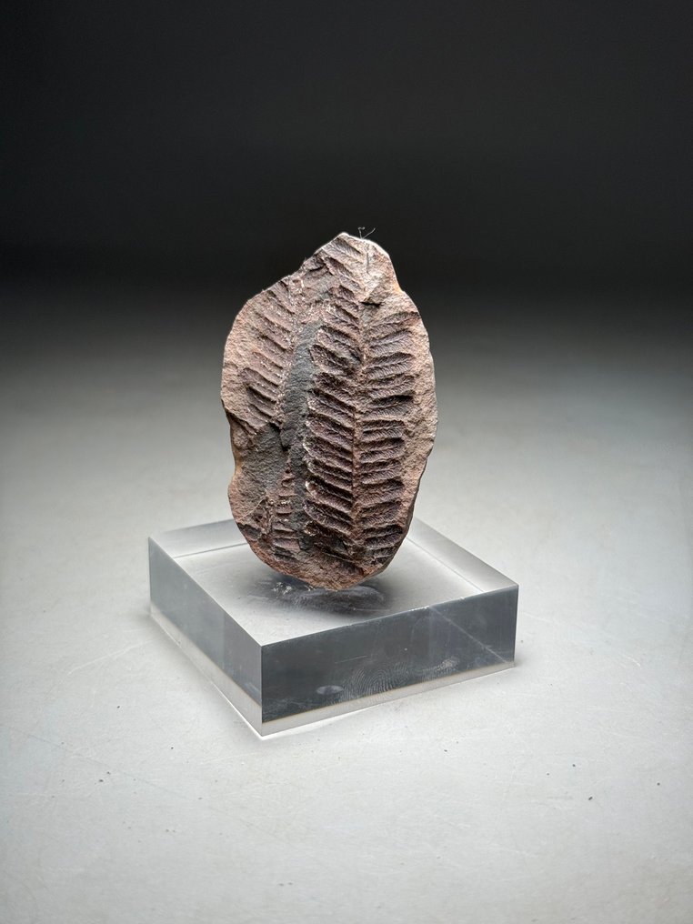 Häftig fossil ormbunke - Fossiliserad växt - Lobatopteris lamuriana  (Utan reservationspris) #1.0