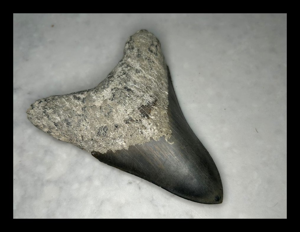 Megalodonte - Denti fossili - 100 mm - 79 mm #3.2