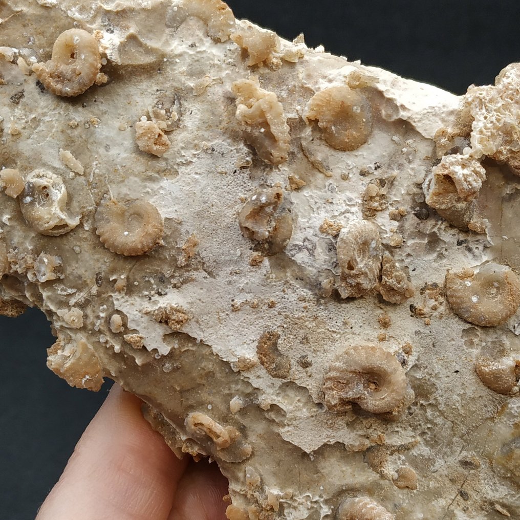 Silicifierade mini ammoniter, gastropoder och musslor - Västsahara - Fossil matris på platta - Romaniceras sp. (Utan reservationspris) #4.3