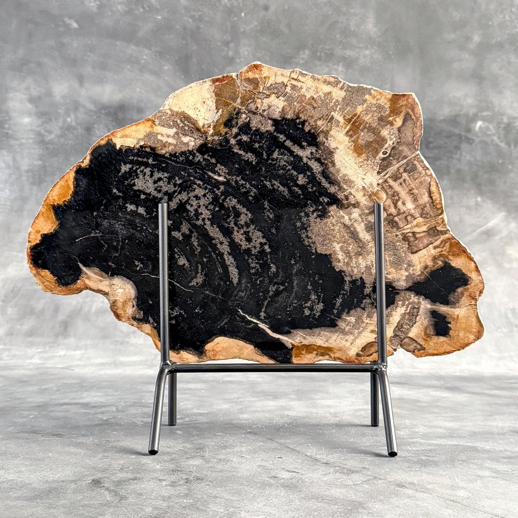 令人惊叹的巨大化石木片,放置在定制底座上。 - 化石木材 (没有保留价) #1.0