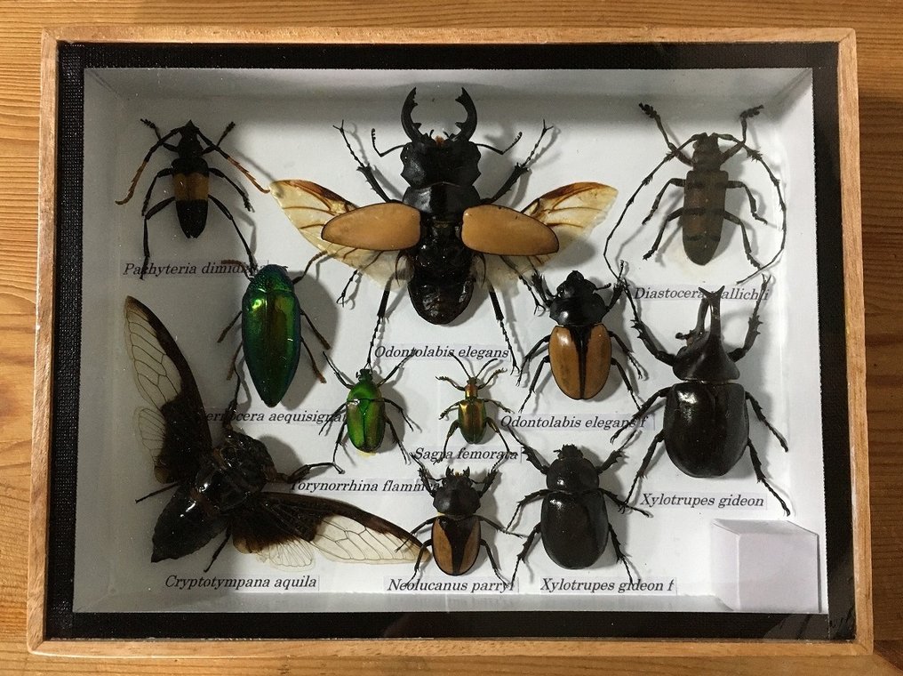 Σκαθάρια stag, ρινόκεροι, τζιτζίκια, μακρόστενα σκαθάρια, πετράδια (κ.ά.) Βάση ταρίχευσης ολόκληρου σώματος - Odontolabis elegans (etc) - 15 cm - 20 cm - 4 cm - Είδη που δεν ανήκουν στο CITES - 1 #1.0