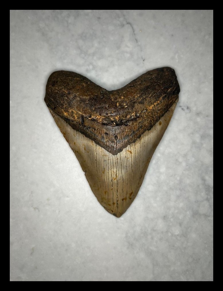 Megalodonte - Denti fossili - 140 mm - 118 mm #1.0