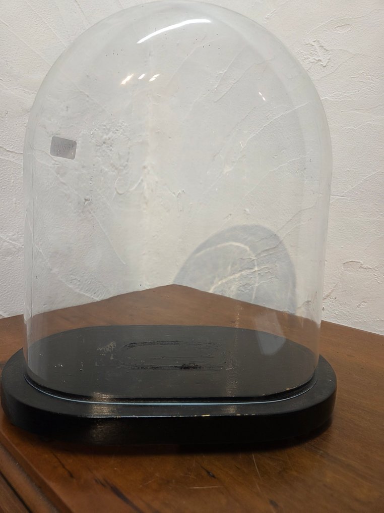 Globe - !!! - GLAZEN STOLP - 1951-1960 - Mooie Ovale Stolp in glas in goede staat 27,7cm breed 16,5 cm diep en 31,5cm hoog zonder voet #4.3