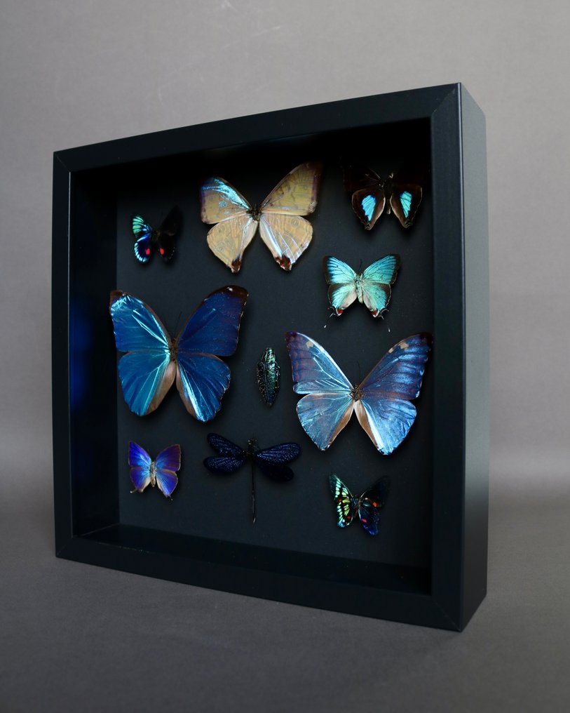 Farfalla Allestimento tassidermico a corpo intero - Arhopala hercules/ Morpho menelaus /Necyria duellona/... - 25 cm - 25 cm - 5 cm - Specie non CITES - 1 #3.2