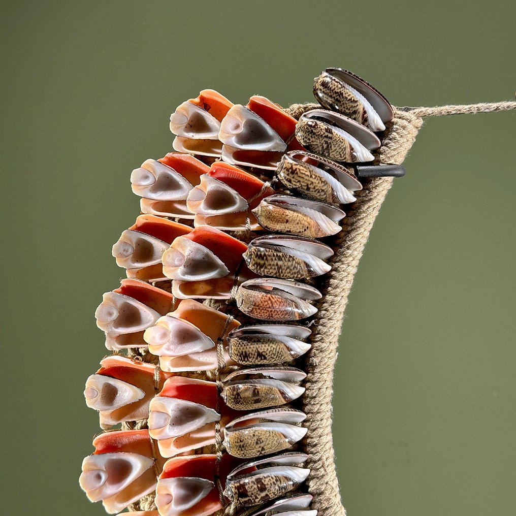 Zierornament - NO RESERVE PRICE - SN14 - Decorative Shell Necklace on a custom stand - Papua Neuguinea #3.2