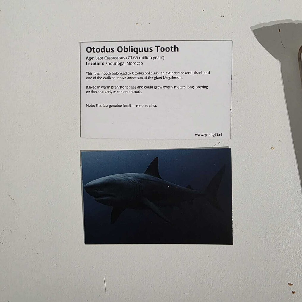 Otodus - Dinte fosilă - Mooie collectie fossiele tanden - Otodus Obliqus Haai - 11 cm - 11 cm  (Fără preț de rezervă) #3.2