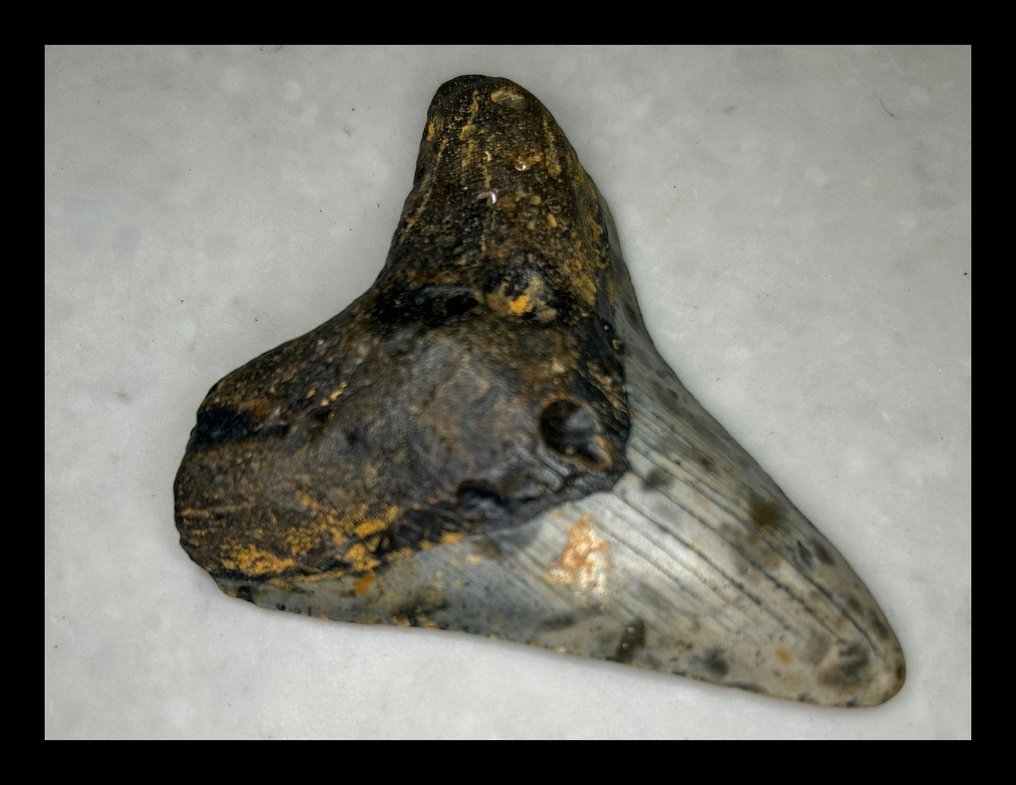 Megalodon - Απολιθωμένα δόντια - 91 mm - 70 mm  (χωρίς τιμή ασφαλείας) #2.1