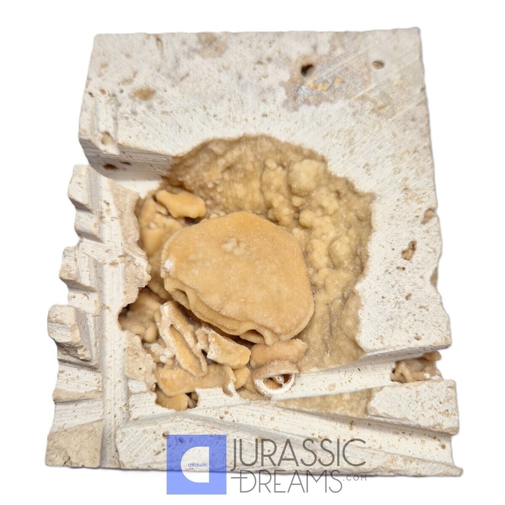 Crabe fossile inhabituellement gros (Potamon) conservé dans du travertin - Localisation en Turquie - Squelette fossile (Sans prix de réserve) #2.1