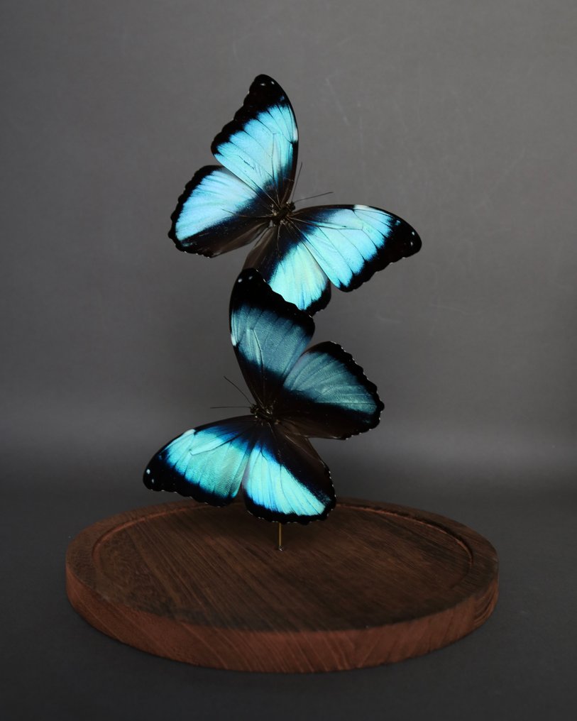 Farfalla Allestimento tassidermico a corpo intero - Morpho deidamia - 30 cm - 23 cm - 23 cm - Specie non CITES - 1 #3.2