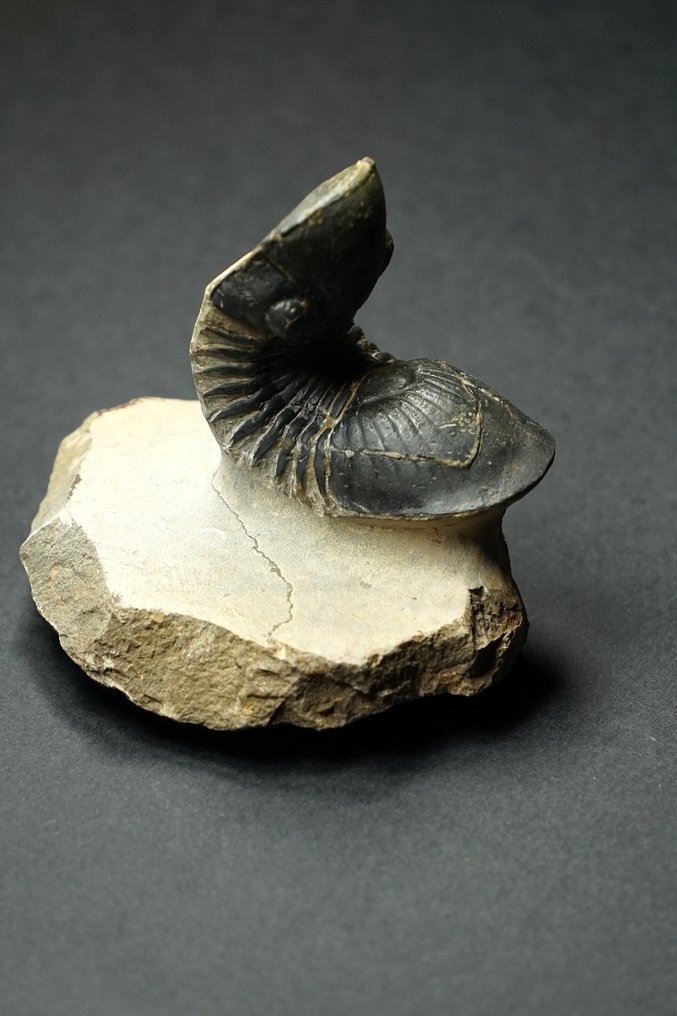 Trilobite - Fossilised animal - Scutellum - 8 cm  (No reserve price) #1.0