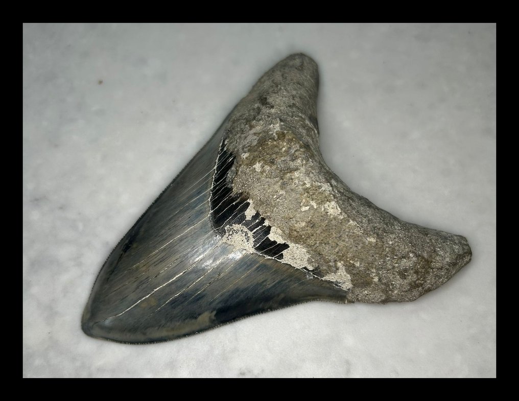 Megalodon - Fossiilinen hammas - 116 mm - 89 mm #3.2