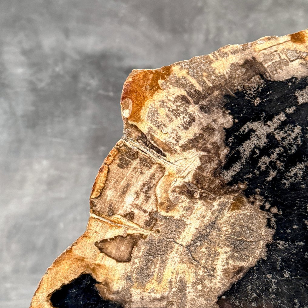 令人惊叹的巨大化石木片,放置在定制底座上。 - 化石木材 (没有保留价) #3.2