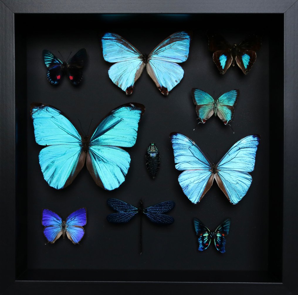 Farfalla Allestimento tassidermico a corpo intero - Arhopala hercules/ Morpho menelaus /Necyria duellona/... - 25 cm - 25 cm - 5 cm - Specie non CITES - 1 #1.0