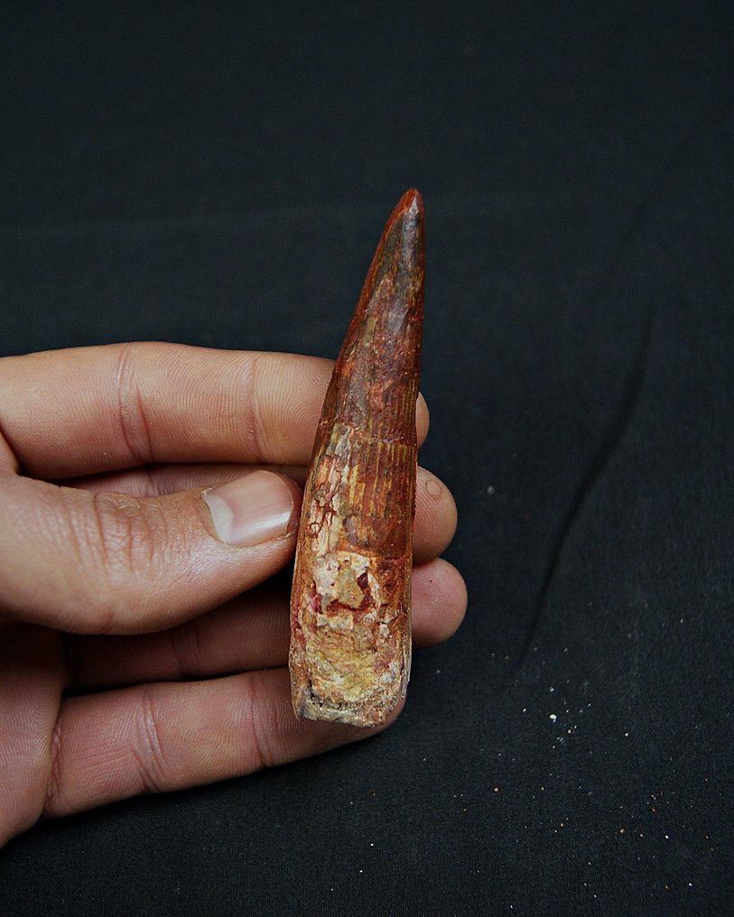 Spinosaur - Fossil tooth - Spinosaurus aegyptiacus - 9 cm (No reserve price) #1.0