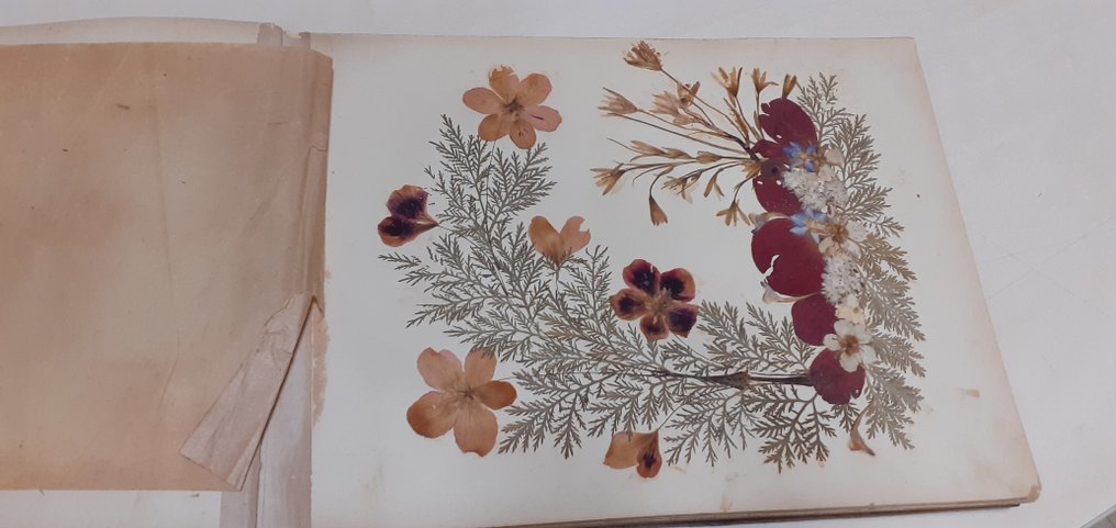 Rare herbarium of Jerusalem, large format, 30 photos, 26 plates. - Fossilised plant (No reserve price) #3.2