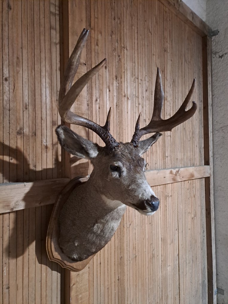 Weiswedel Hirsch Allestimento tassidermico all’altezza della spalla - Odocoileus virginianus - 104 cm - 60 cm - 55 cm - Specie non CITES - 1 #3.2