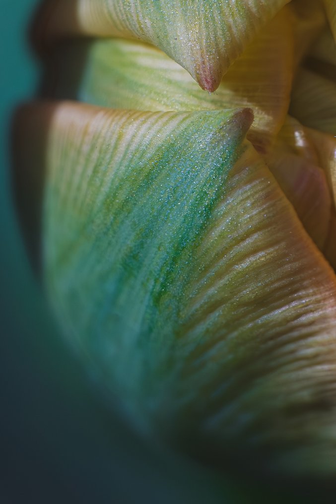 Inna Etuvgi - Tulip. Light. Love #2.1