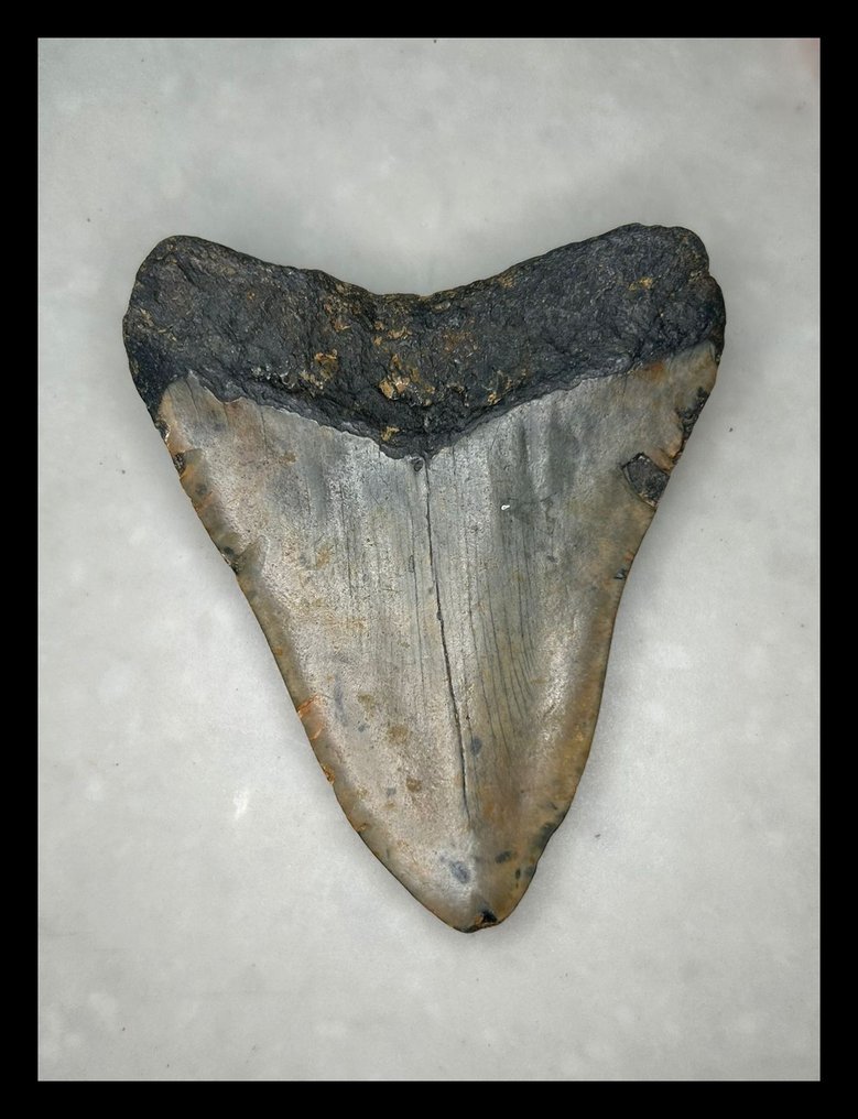 Megalodon - Dentes fósseis - 94 mm - 74 mm #1.0