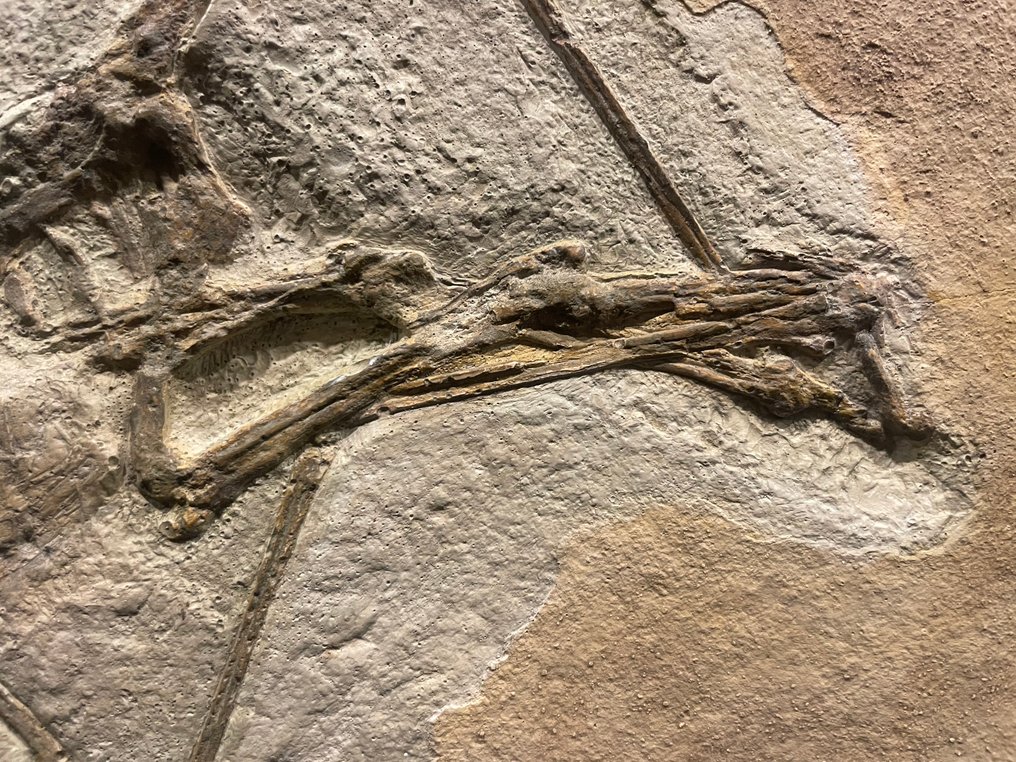 REPLICA - Απολιθωμένος σκελετός - Rhamphorhynchus Sp. - 24 cm - 30 cm #3.2