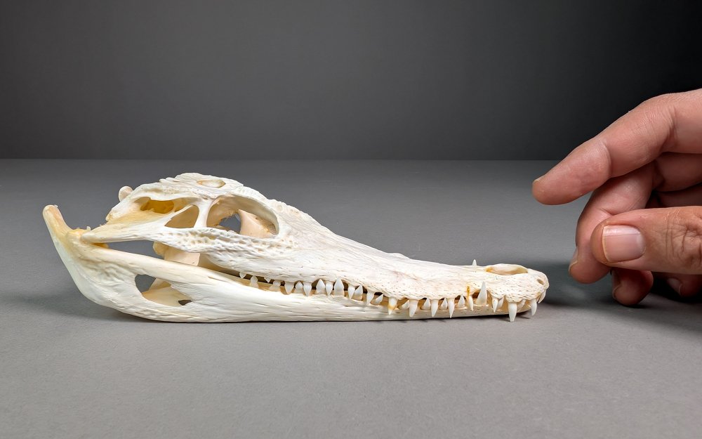 Siamesisches Krokodil Schädel - Crocodylus siamensis Pair (with farm tag) - 7.6 cm - 5.1 cm - 20 cm- CITES Anhang I - Quelle D -  (2) #1.0