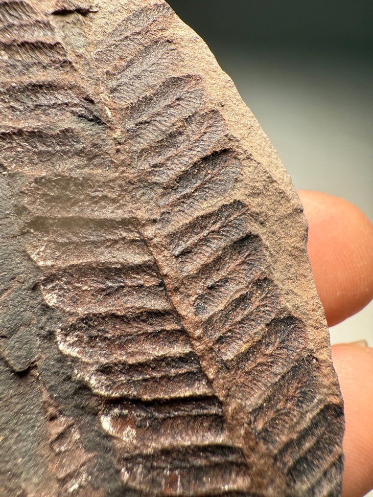 Häftig fossil ormbunke - Fossiliserad växt - Lobatopteris lamuriana  (Utan reservationspris) #4.3