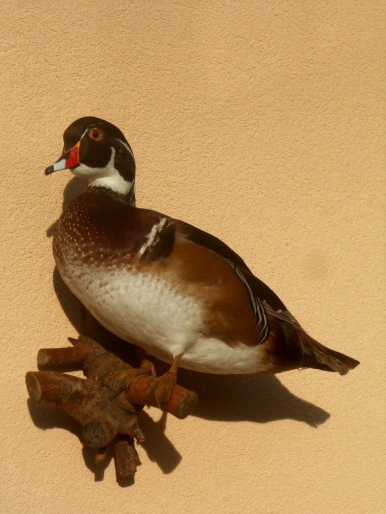 Papera Allestimento tassidermico a corpo intero - Aix sponsa - 45 cm - 35 cm - 20 cm - 1 #4.3