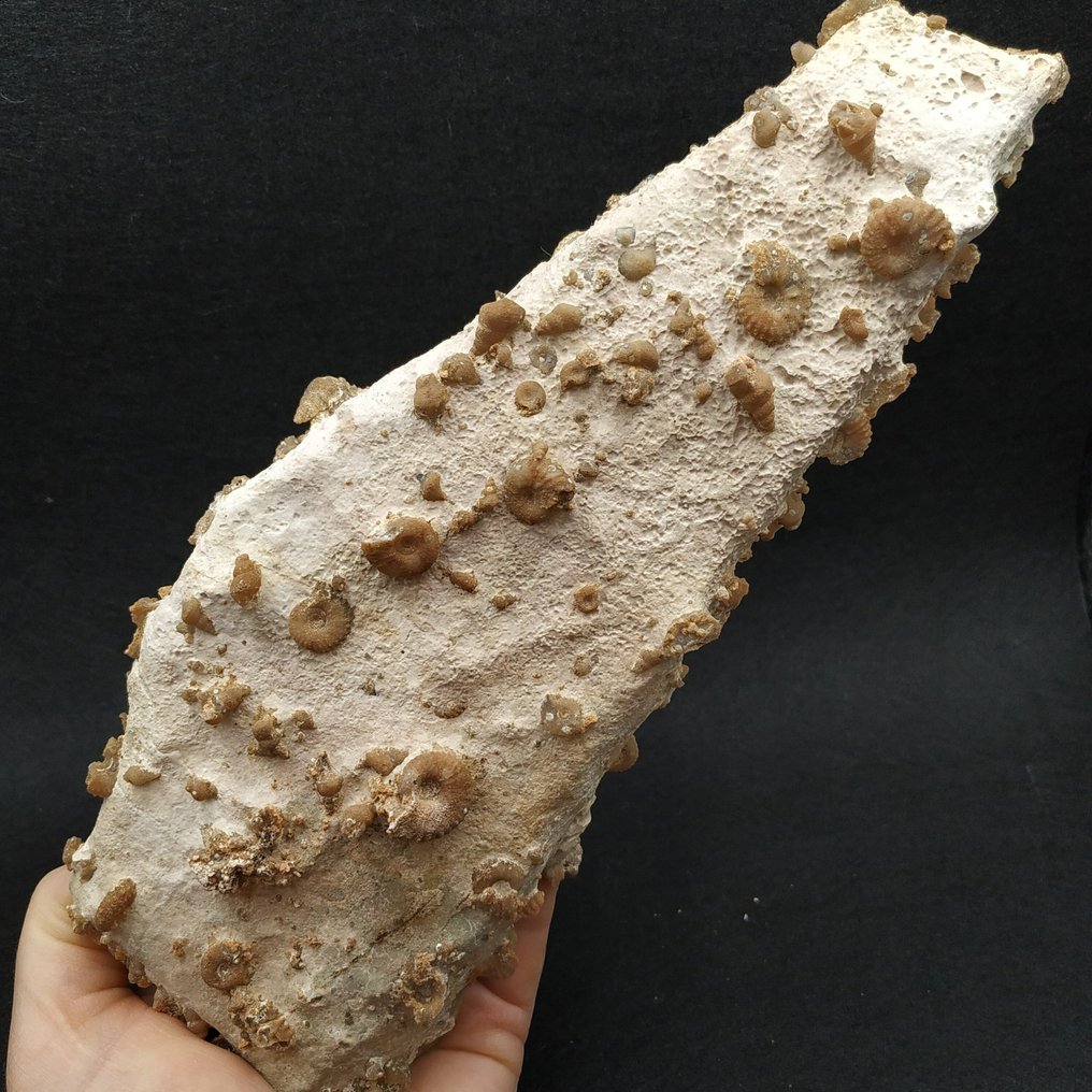 Silicifierade mini ammoniter, gastropoder och musslor - Västsahara - Fossil matris på platta - Romaniceras sp. (Utan reservationspris) #2.1