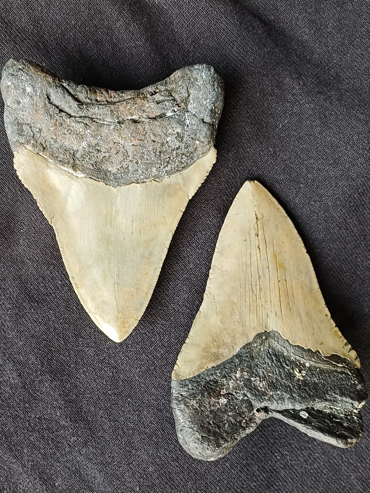 Megalodon - Fossil teeth  (No reserve price) #3.2