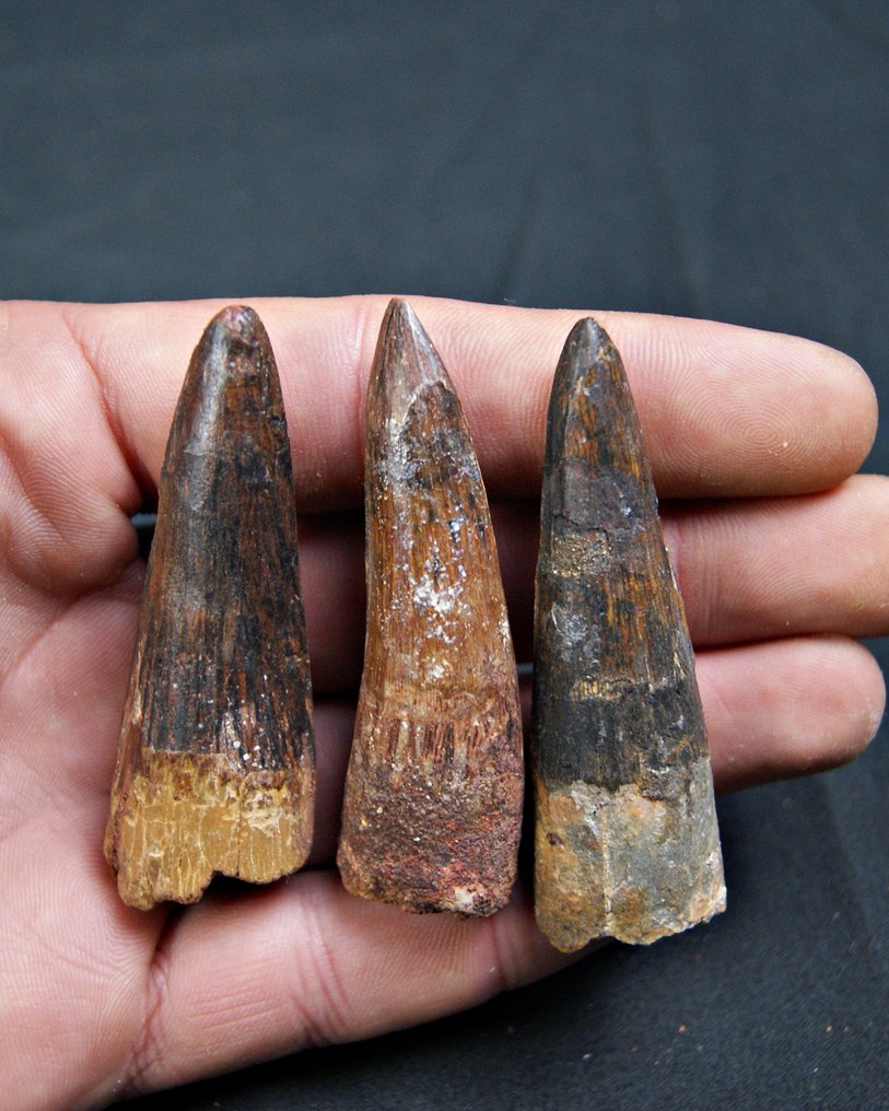 Spinosaur - Fossil teeth - Spinosaurus aegyptiacus  (No reserve price) #1.0