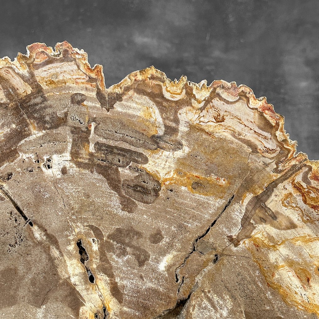 C- Stunning Large Slice of Petrified Wood on a custom stand - Fossilised wood (No reserve price) #4.3