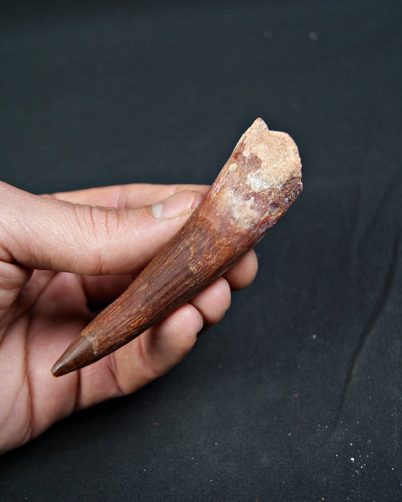Spinosaur - Fossil tooth - Spinosaurus aegyptiacus - 9.6 cm  (No reserve price) #1.0