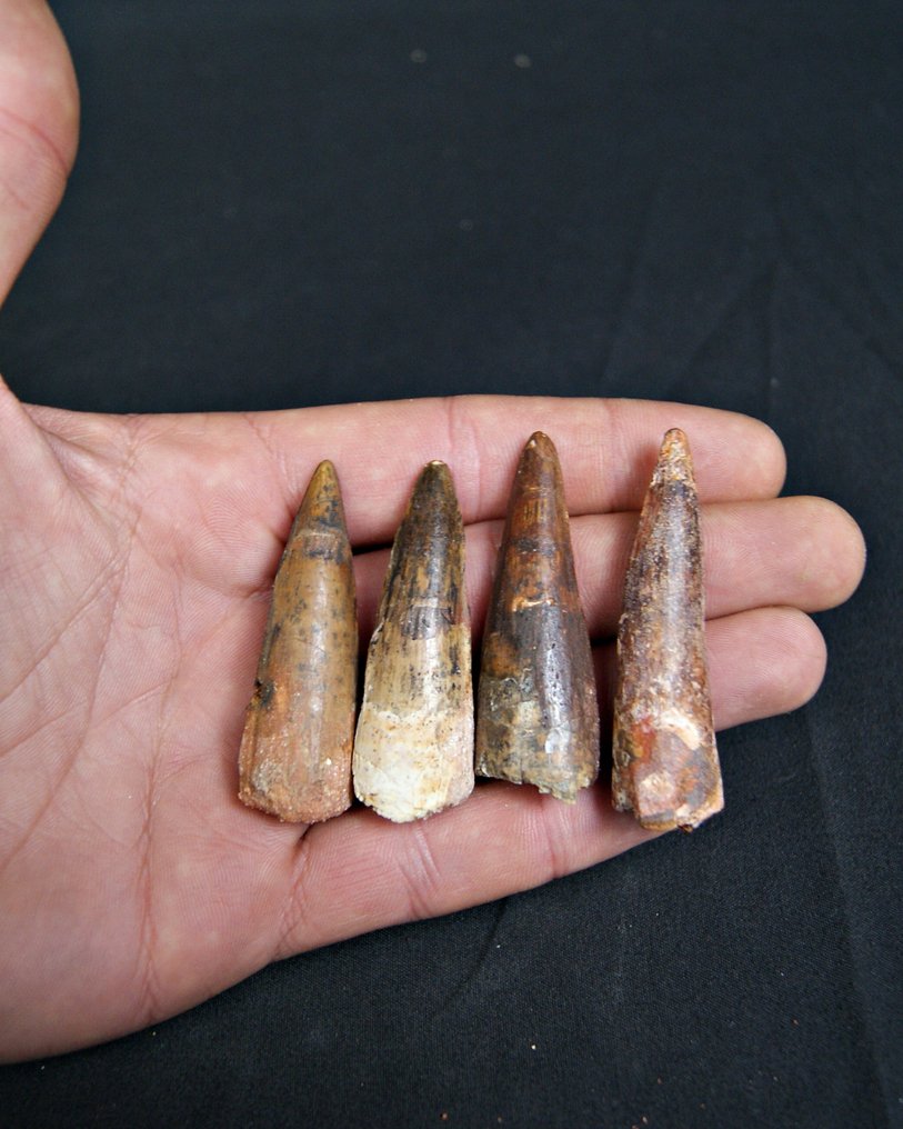 Spinosaur - Fossil teeth - Spinosaurus aegyptiacus  (No reserve price) #4.3