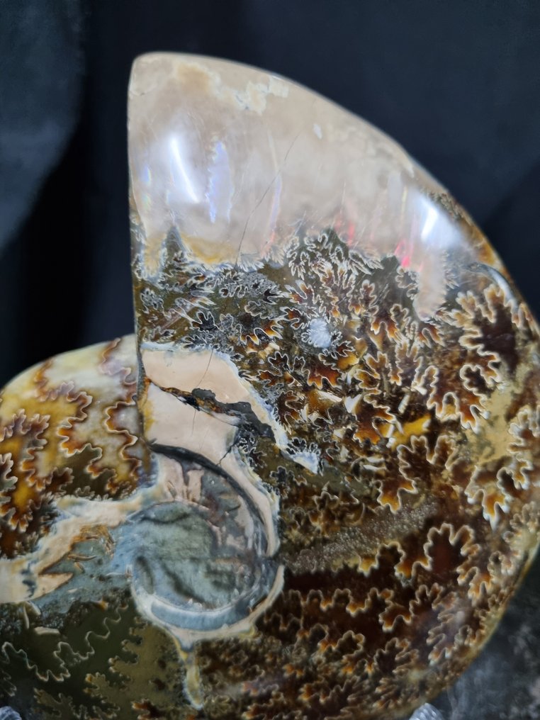 Beautiful big Ammonite with beautiful pattern. - Fossilised animal - Aioloceras (Cleoniceras) sp - 153 mm - 127 mm  (No reserve price) #1.0