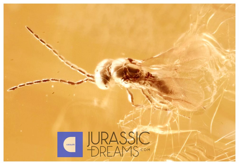 Fin parasittisk veps, Apocrita, fossil inklusjon, ekte baltisk rav + HQ-bilde - Rav (Ingen reservasjonspris) #1.0