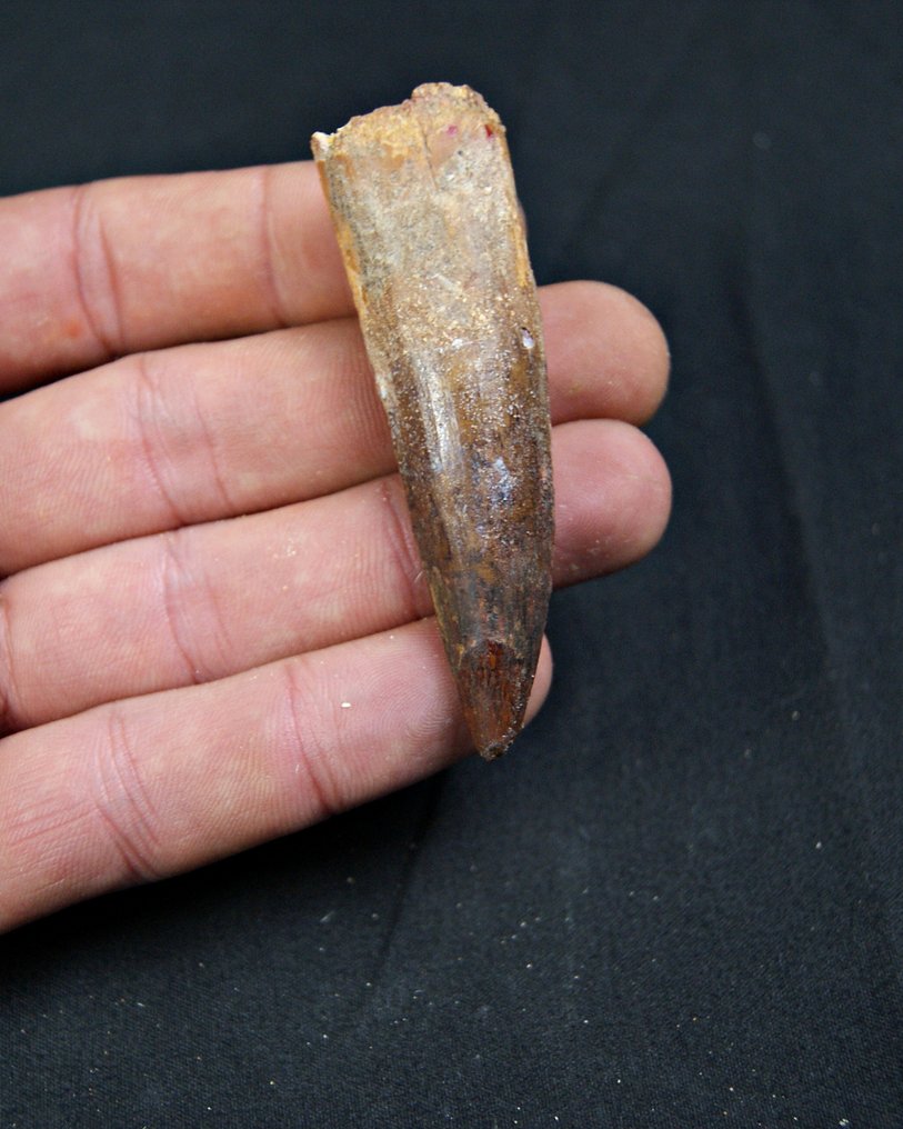 Spinosaurus - Fossil tann - Spinosaurus aegyptiacus (Ingen reservasjonspris) #2.1