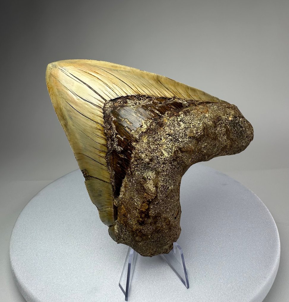 Megalodon - Dente fóssil - 14.8 cm - 12 cm #1.0