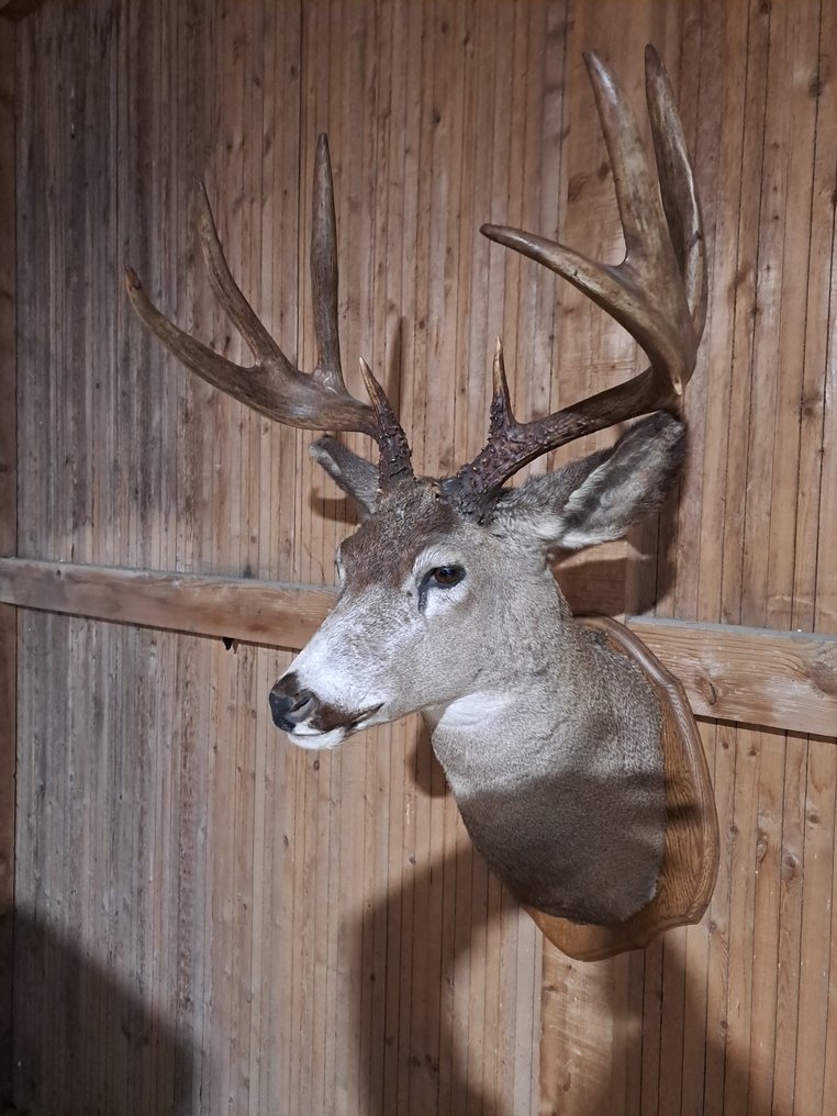 Weiswedel Hirsch Allestimento tassidermico all’altezza della spalla - Odocoileus virginianus - 104 cm - 60 cm - 55 cm - Specie non CITES - 1 #4.3