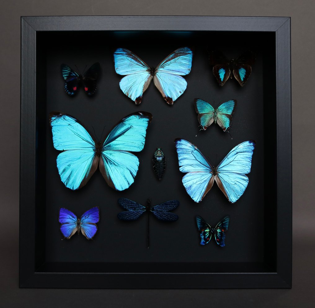 Farfalla Allestimento tassidermico a corpo intero - Arhopala hercules/ Morpho menelaus /Necyria duellona/... - 25 cm - 25 cm - 5 cm - Specie non CITES - 1 #1.0