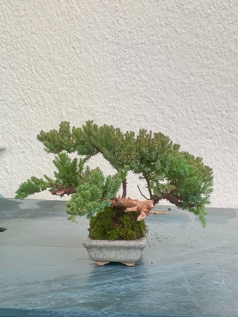 Juniper bonsai (Juniperus) - Height (Tree): 13 cm - Depth (Tree): 32 cm - Japan #1.0