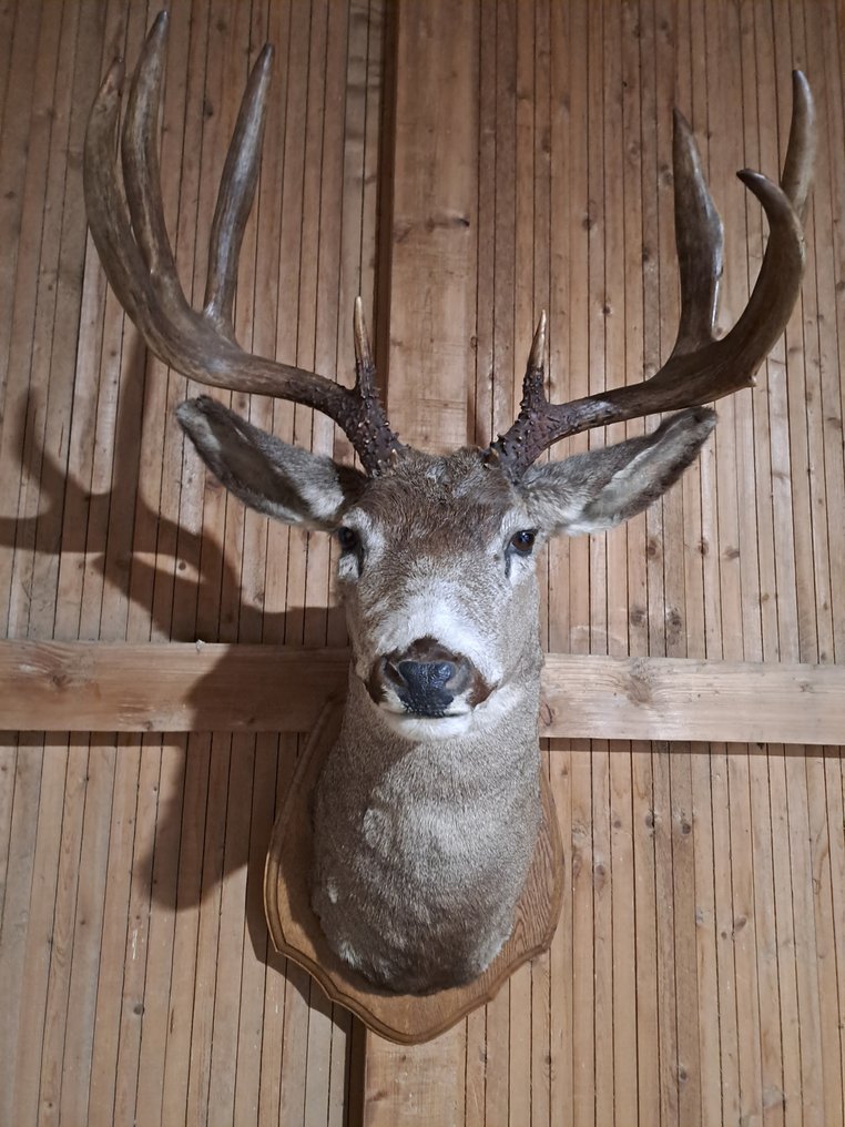 Weiswedel Hirsch Allestimento tassidermico all’altezza della spalla - Odocoileus virginianus - 104 cm - 60 cm - 55 cm - Specie non CITES - 1 #1.0