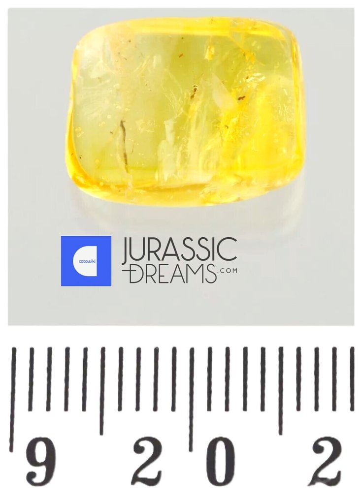 Fin parasittisk veps, Apocrita, fossil inklusjon, ekte baltisk rav + HQ-bilde - Rav (Ingen reservasjonspris) #1.0