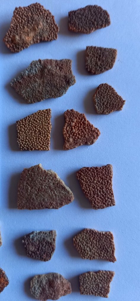 来自法国的恐龙蛋壳 - 下颌化石  (没有保留价) #2.1