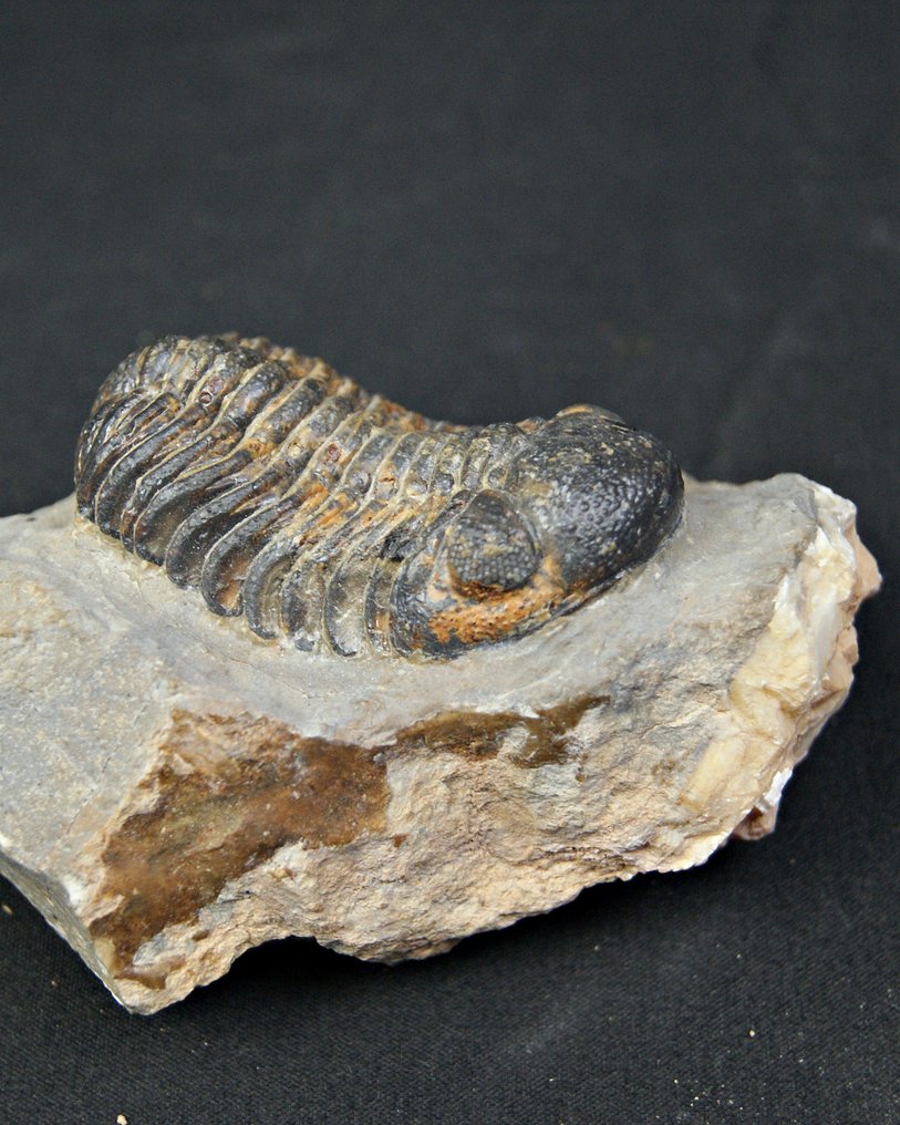 Trilobiet - Gefossiliseerd dier - Morocops ovatus  (Zonder minimumprijs) #4.3